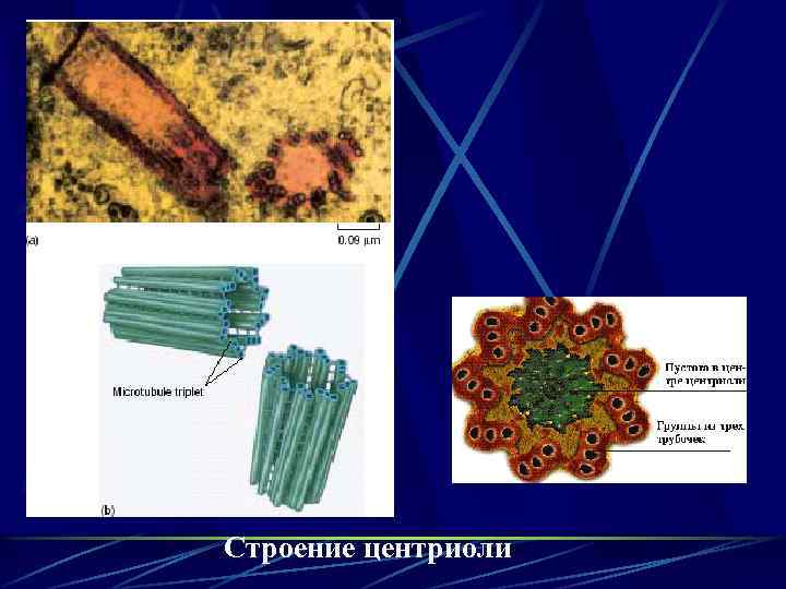 Строение центриоли 