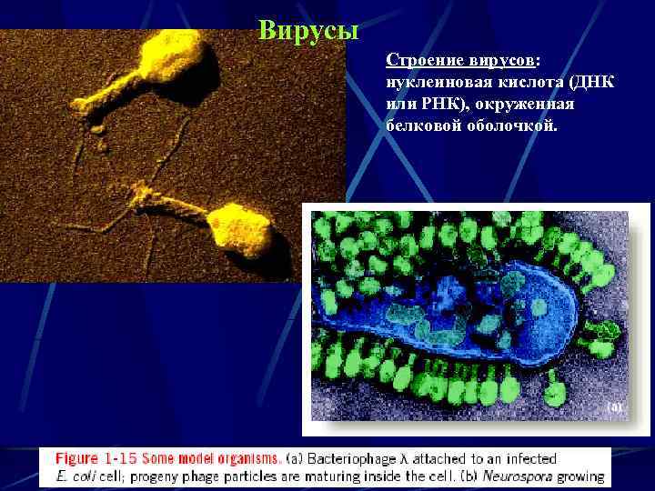 Вирус т м н и. Типы нуклеиновых кислот вирусов. Вирусные нуклеиновые кислоты. Нуклеиновая кислота вируса. Строение вируса ДНК или РНК.