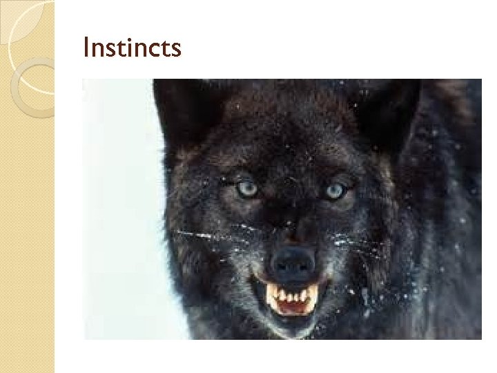 Instincts 
