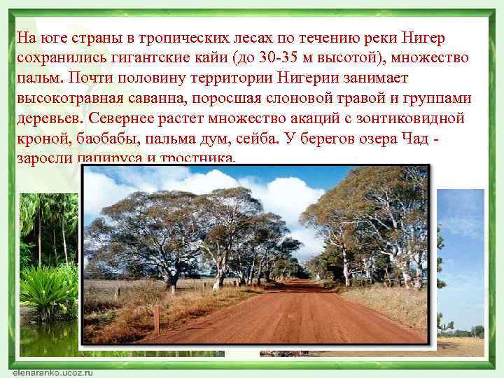 На юге страны в тропических лесах по течению реки Нигер сохранились гигантские кайи (до