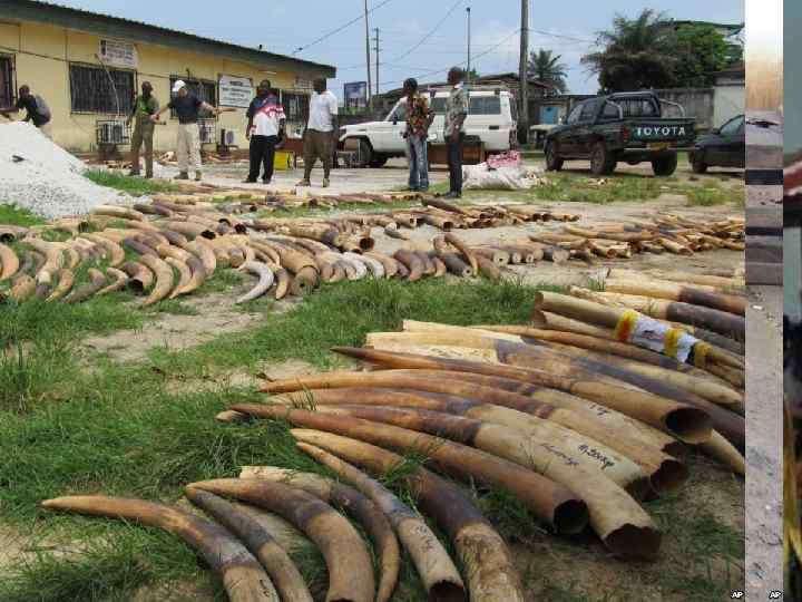 Страны Центральной Африки В Центральную Африку включаются такие государства: Габон, Ангола, Конго, Камерун, ЦАР,