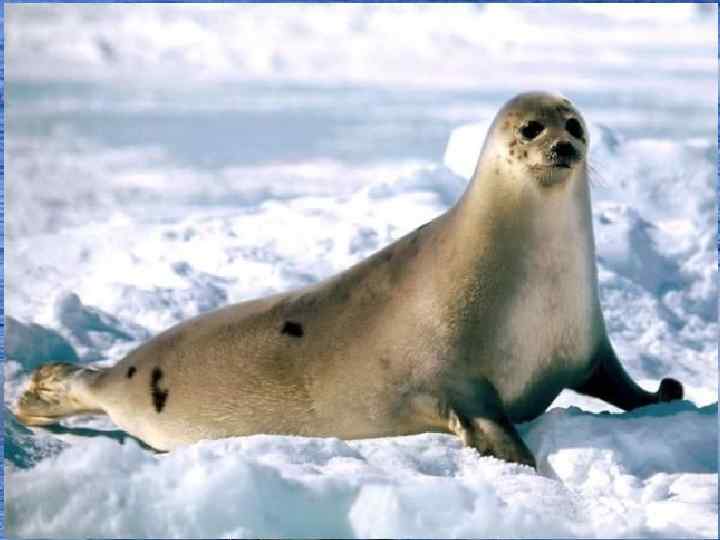 Карибу Овцебык Полярный волк 