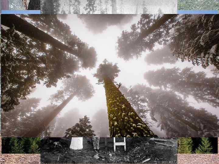 Сахарный клен Секвойя Листопадная магнолия 