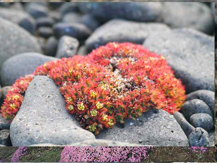 Полярный мак Камнеломка Лютик 