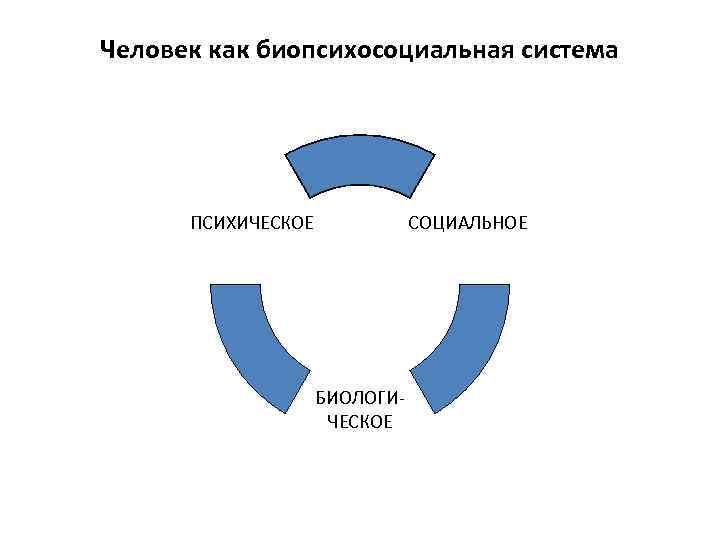 Человек как биопсихосоциальная система СОЦИАЛЬНОЕ ПСИХИЧЕСКОЕ БИОЛОГИЧЕСКОЕ 