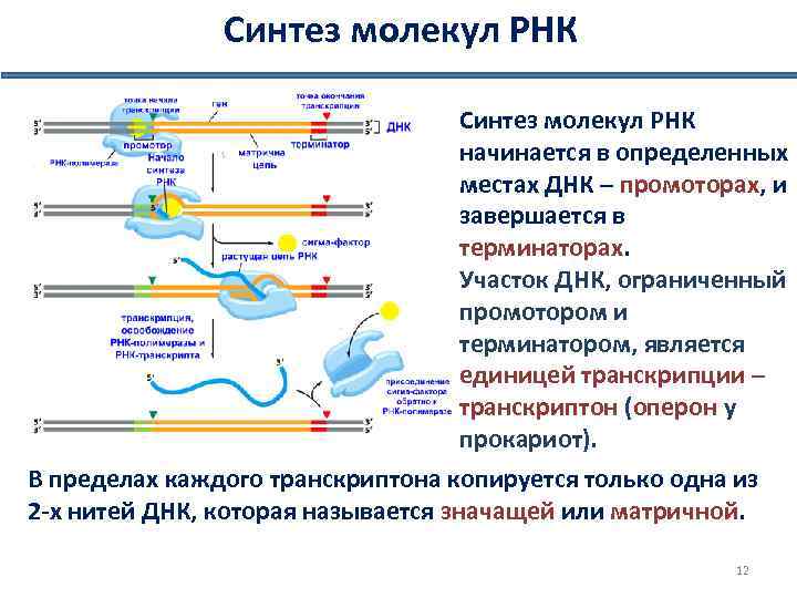 Биосинтез рнк транскрипция схема ферменты