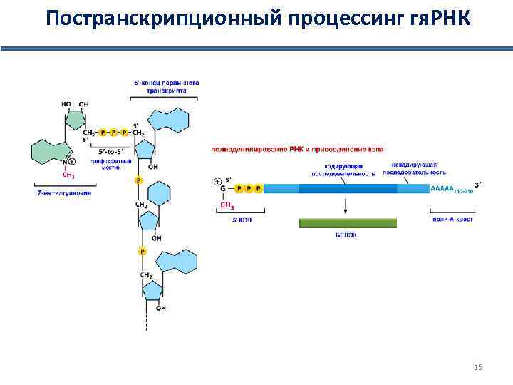 Постранскрипционный процессинг гя. РНК 15 