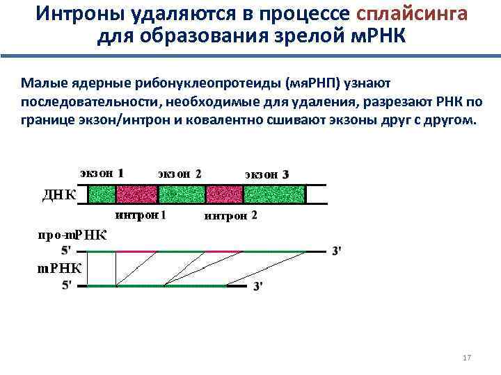Интроны удаляются в процессе сплайсинга для образования зрелой м. РНК Малые ядерные рибонуклеопротеиды (мя.