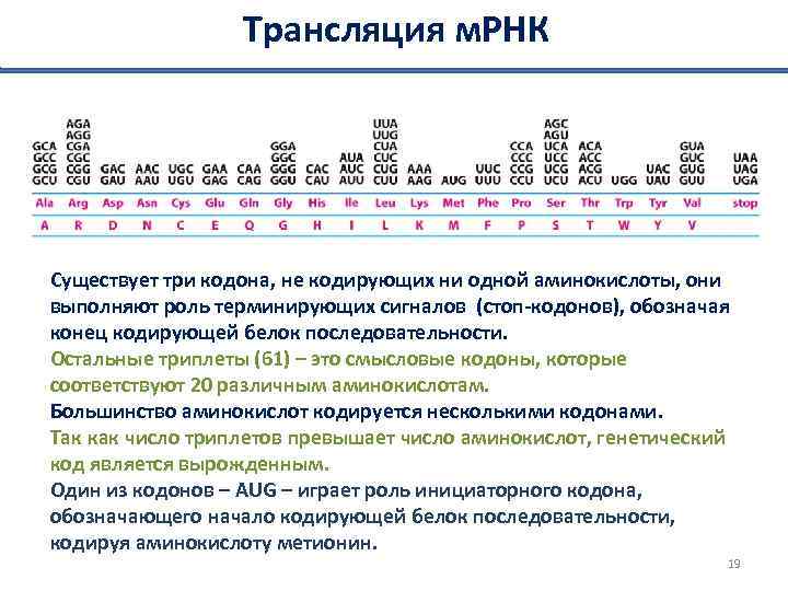 Трансляция м. РНК Существует три кодона, не кодирующих ни одной аминокислоты, они выполняют роль