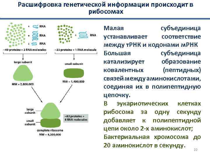 Расшифровка генетического теста