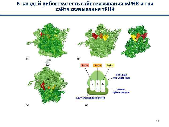 В каждой рибосоме есть сайт связывания м. РНК и три сайта связывания т. РНК
