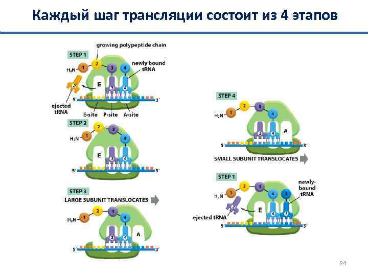 Каждый шаг трансляции состоит из 4 этапов 24 