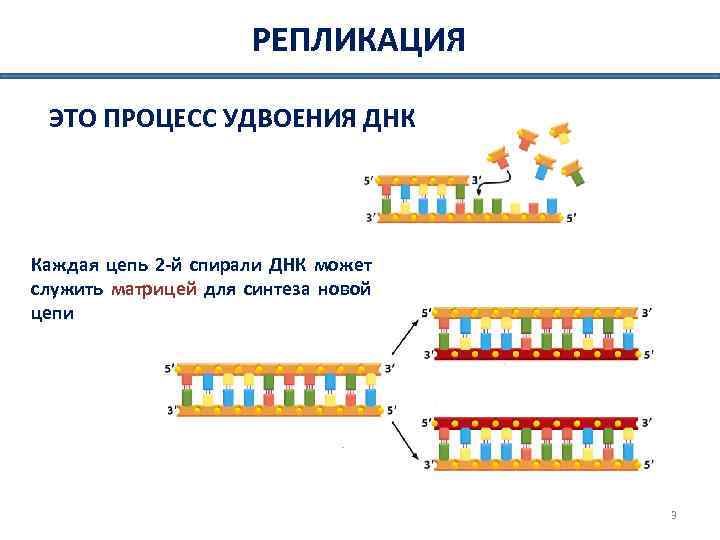 РЕПЛИКАЦИЯ ЭТО ПРОЦЕСС УДВОЕНИЯ ДНК Каждая цепь 2 -й спирали ДНК может служить матрицей