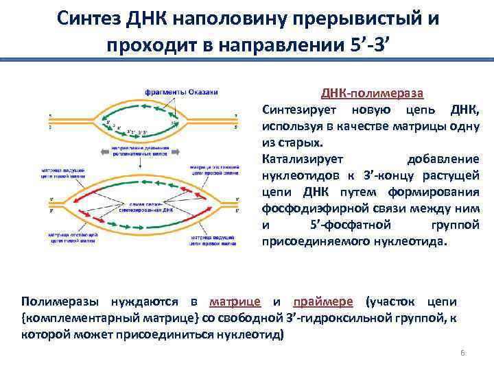 Синтез ДНК наполовину прерывистый и проходит в направлении 5’-3’ ДНК-полимераза Синтезирует новую цепь ДНК,
