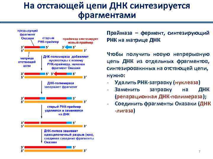 На отстающей цепи ДНК синтезируется фрагментами Праймаза – фермент, синтезирующий РНК на матрице ДНК