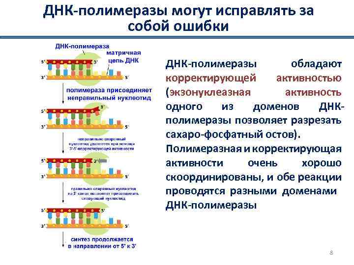 ДНК-полимеразы могут исправлять за собой ошибки ДНК-полимеразы обладают корректирующей активностью (экзонуклеазная активность одного из