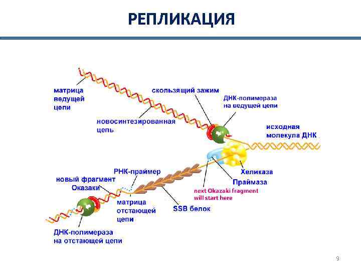 Репликативная вилка схема