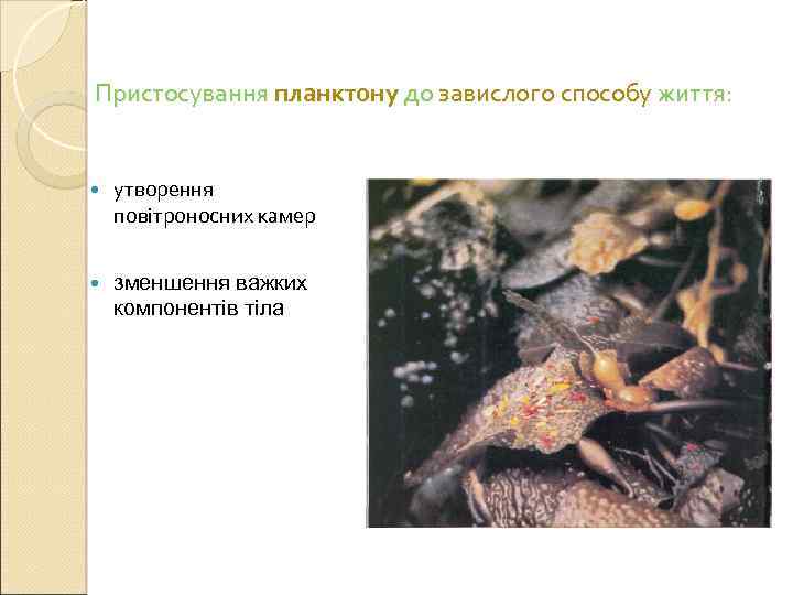 Пристосування планктону до завислого способу життя: утворення повітроносних камер зменшення важких компонентів тіла 