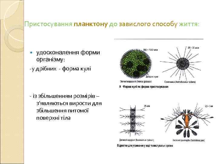 Пристосування планктону до завислого способу життя: удосконалення форми організму: -у дрібних - форма кулі