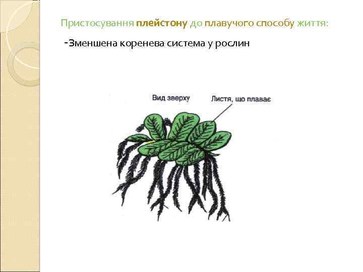 Пристосування плейстону до плавучого способу життя: -зменшена коренева система у рослин 