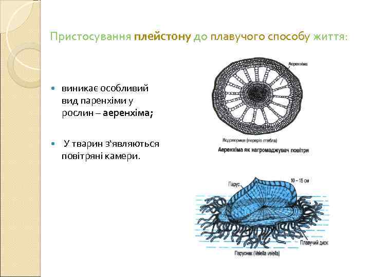 Пристосування плейстону до плавучого способу життя: виникає особливий вид паренхіми у рослин – аеренхіма;