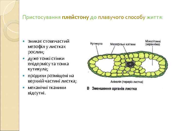 Пристосування плейстону до плавучого способу життя: зникає стовпчастий мезофіл у листках рослин; дуже тонкі