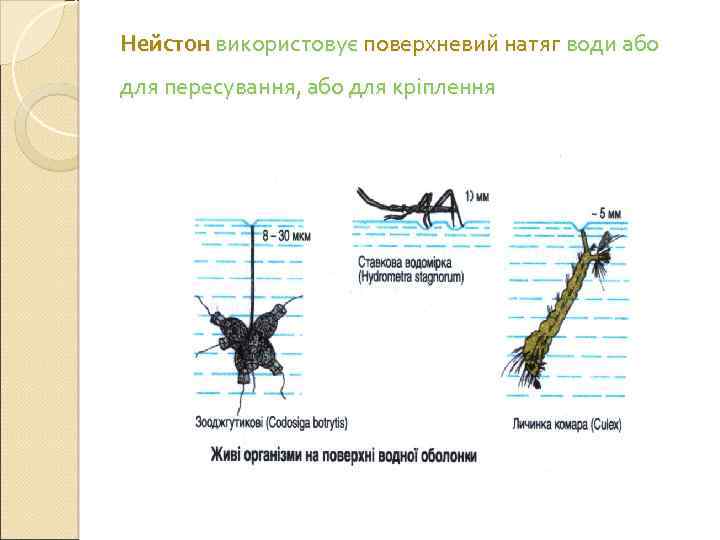 Нейстон використовує поверхневий натяг води або для пересування, або для кріплення 