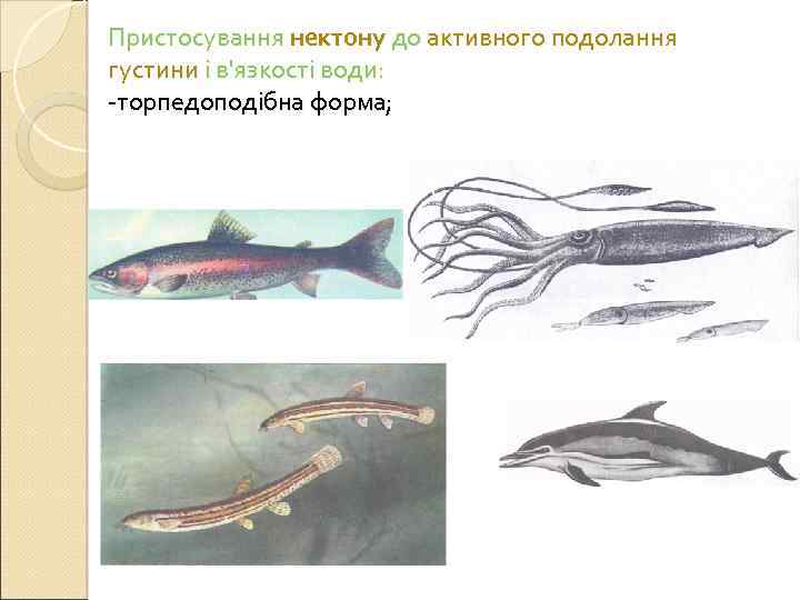 Пристосування нектону до активного подолання густини і в'язкості води: -торпедоподібна форма; 