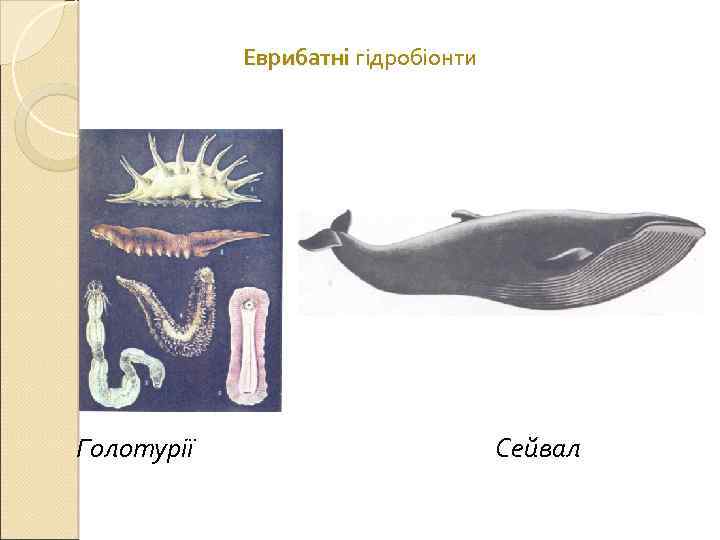 Еврибатні гідробіонти Голотурії Сейвал 