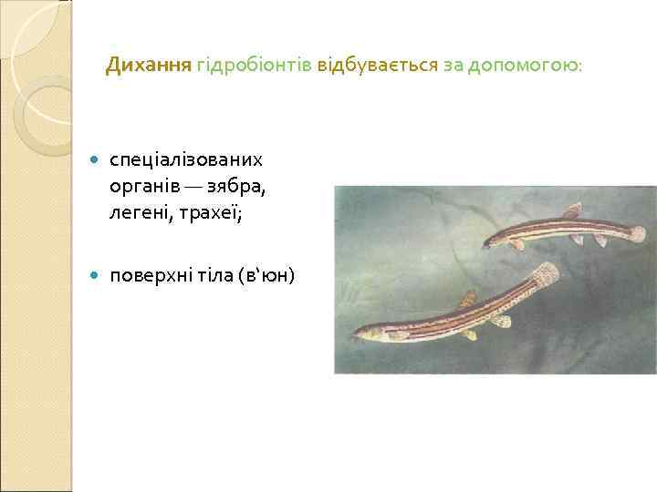 Дихання гідробіонтів відбувається за допомогою: спеціалізованих органів — зябра, легені, трахеї; поверхні тіла (в‘юн)