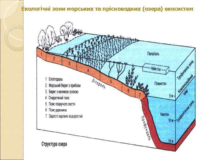 Екологічні зони морських та прісноводних (озера) екосистем 