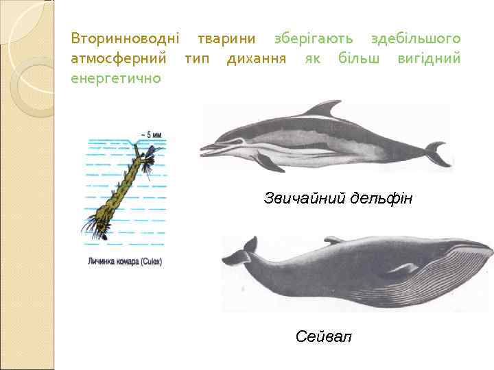 Вторинноводні тварини зберігають здебільшого атмосферний тип дихання як більш вигідний енергетично Звичайний дельфін Сейвал