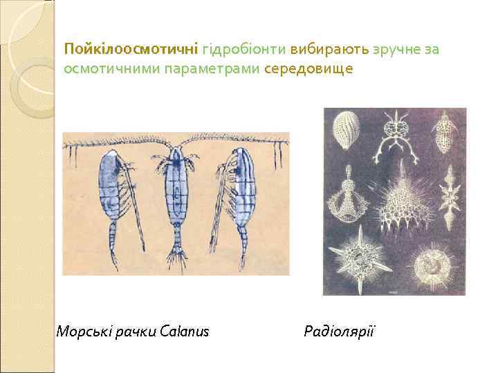 Пойкілоосмотичні гідробіонти вибирають зручне за осмотичними параметрами середовище Морські рачки Calanus Радіолярії 