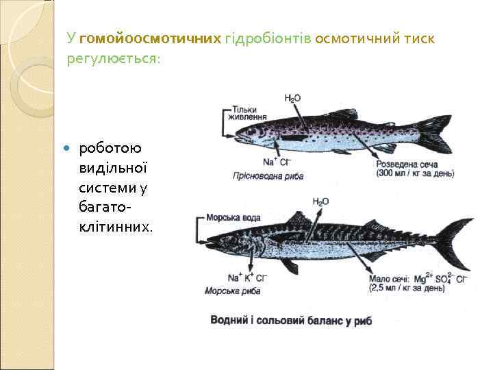У гомойоосмотичних гідробіонтів осмотичний тиск регулюється: роботою видільної системи у багатоклітинних. 
