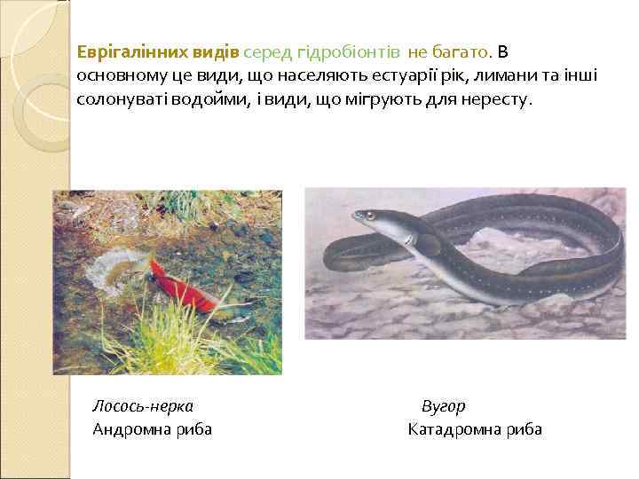 Еврігалінних видів серед гідробіонтів не багато. В основному це види, що населяють естуарії рік,