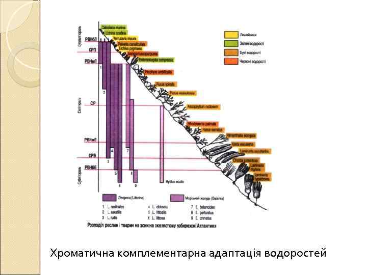 Хроматична комплементарна адаптація водоростей 