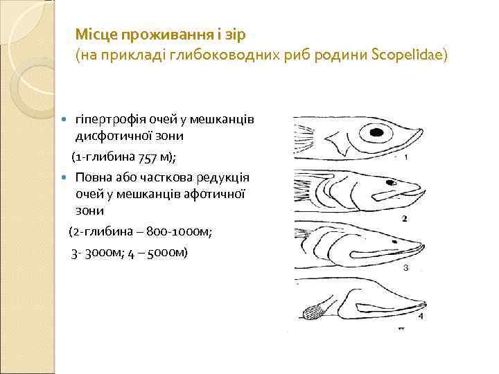 Місце проживання і зір (на прикладі глибоководних риб родини Scopelidae) гіпертрофія очей у мешканців