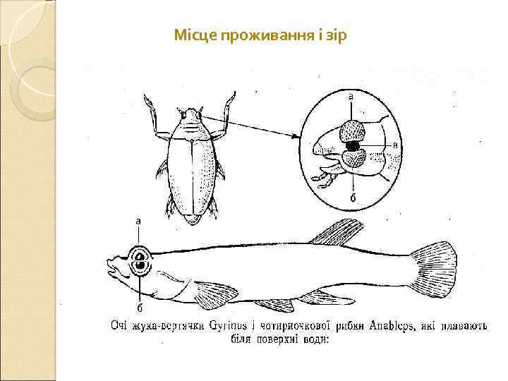 Місце проживання і зір 