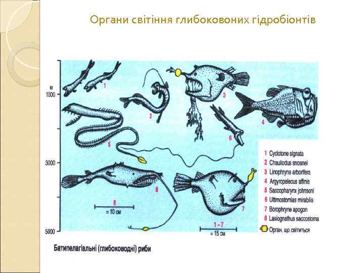 Органи світіння глибоковоних гідробіонтів 