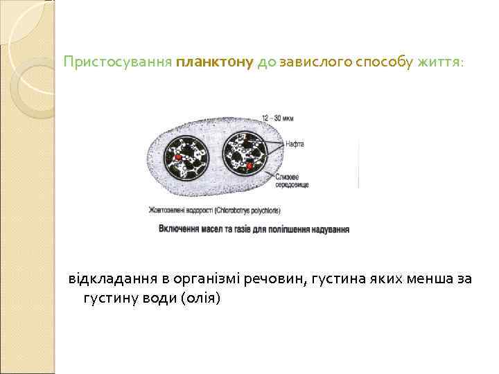 Пристосування планктону до завислого способу життя: відкладання в організмі речовин, густина яких менша за