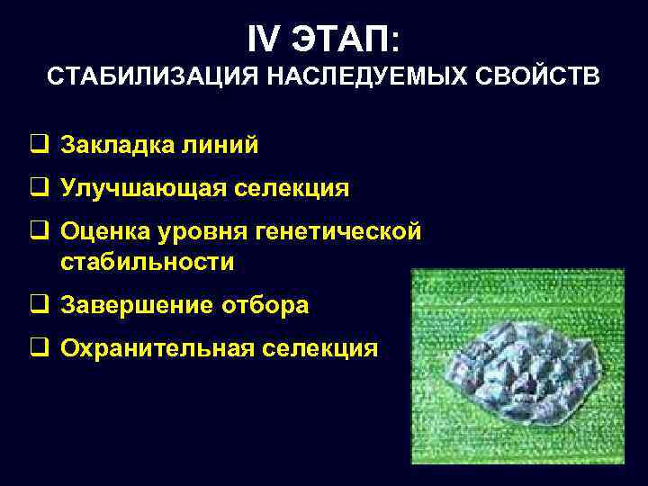 IV ЭТАП: СТАБИЛИЗАЦИЯ НАСЛЕДУЕМЫХ СВОЙСТВ q Закладка линий q Улучшающая селекция q Оценка уровня