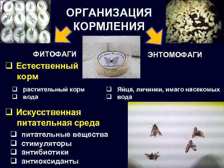 ОРГАНИЗАЦИЯ КОРМЛЕНИЯ ФИТОФАГИ ЭНТОМОФАГИ q Естественный корм q растительный корм q вода q Яйца,