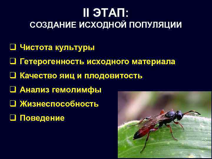 II ЭТАП: СОЗДАНИЕ ИСХОДНОЙ ПОПУЛЯЦИИ q Чистота культуры q Гетерогенность исходного материала q Качество
