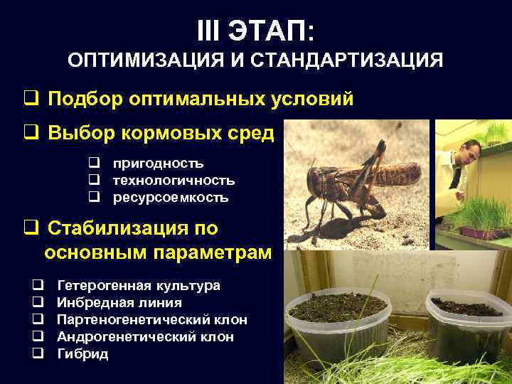 III ЭТАП: ОПТИМИЗАЦИЯ И СТАНДАРТИЗАЦИЯ q Подбор оптимальных условий q Выбор кормовых сред q