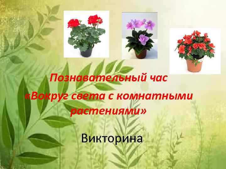 Познавательный час «Вокруг света с комнатными растениями» Викторина 