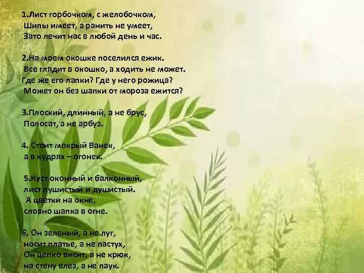 1. Лист горбочком, с желобочком, Шипы имеет, а ранить не умеет, Зато лечит нас