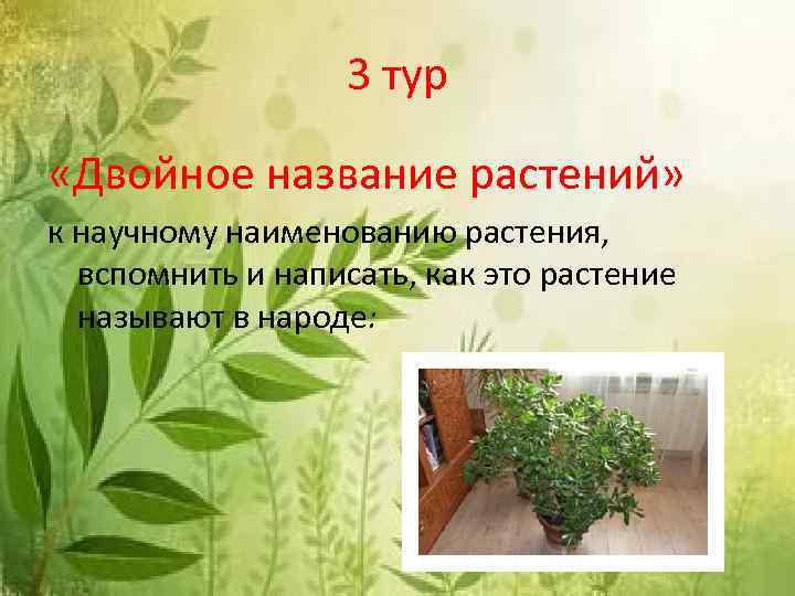 3 тур «Двойное название растений» к научному наименованию растения, вспомнить и написать, как это
