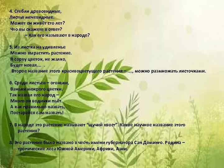 4. Стебли древовидные, Листья мечевидные. Может он живёт сто лет? Что вы скажете в