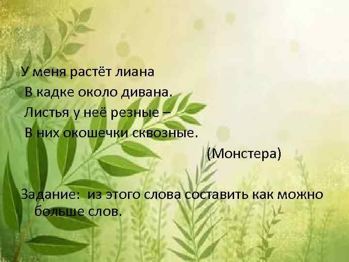 У меня растёт лиана В кадке около дивана. Листья у неё резные – В