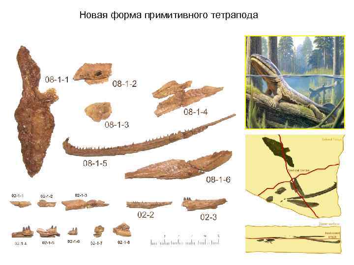 Новая форма примитивного тетрапода 